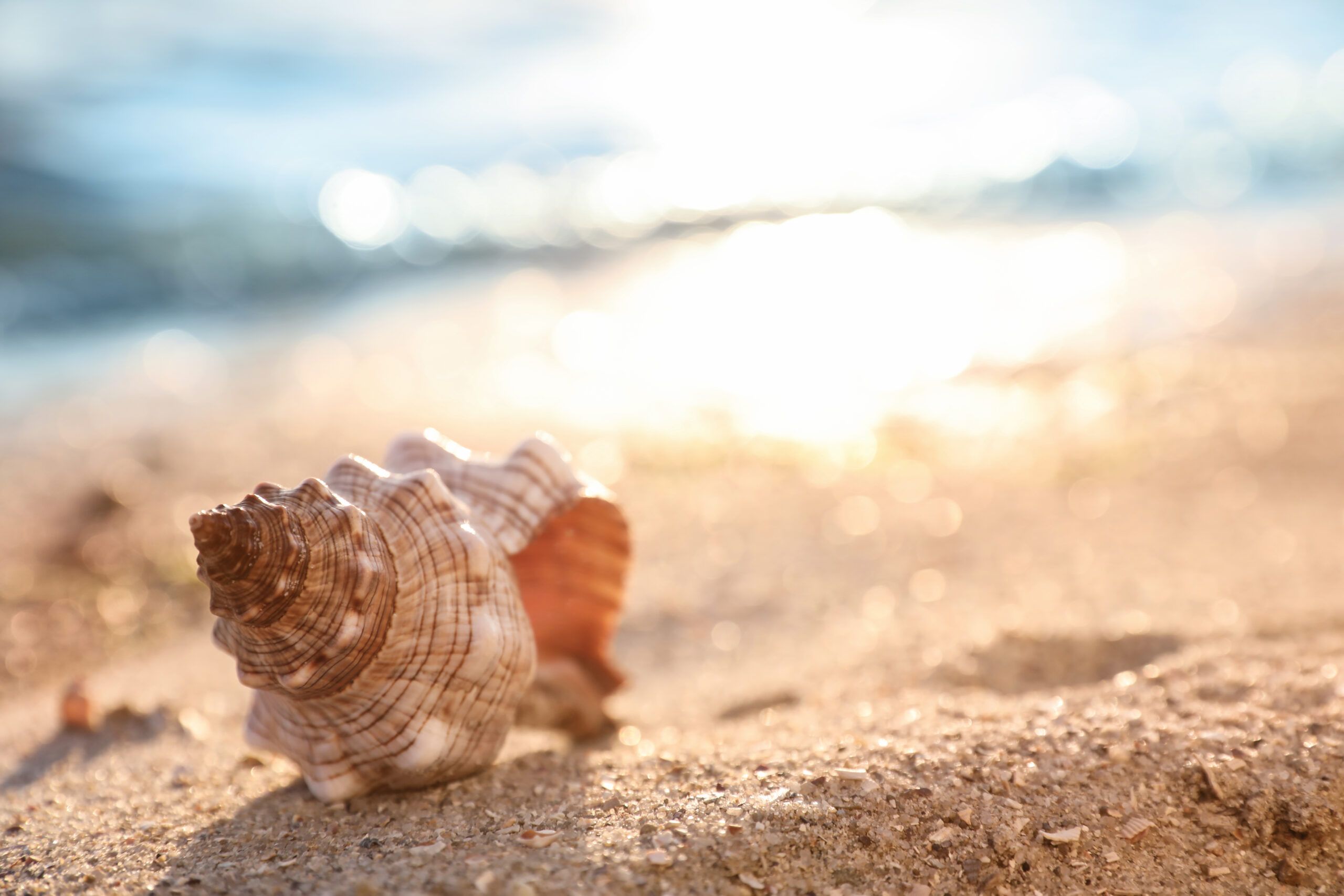 Beautiful sea shell on sandy beach. Space for text